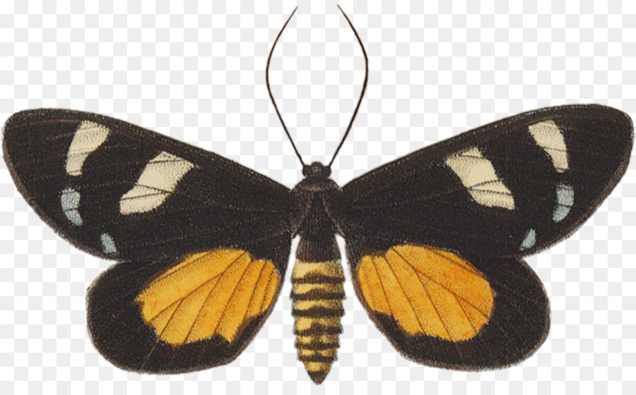 Borboleta Monarca，Pieridae PNG