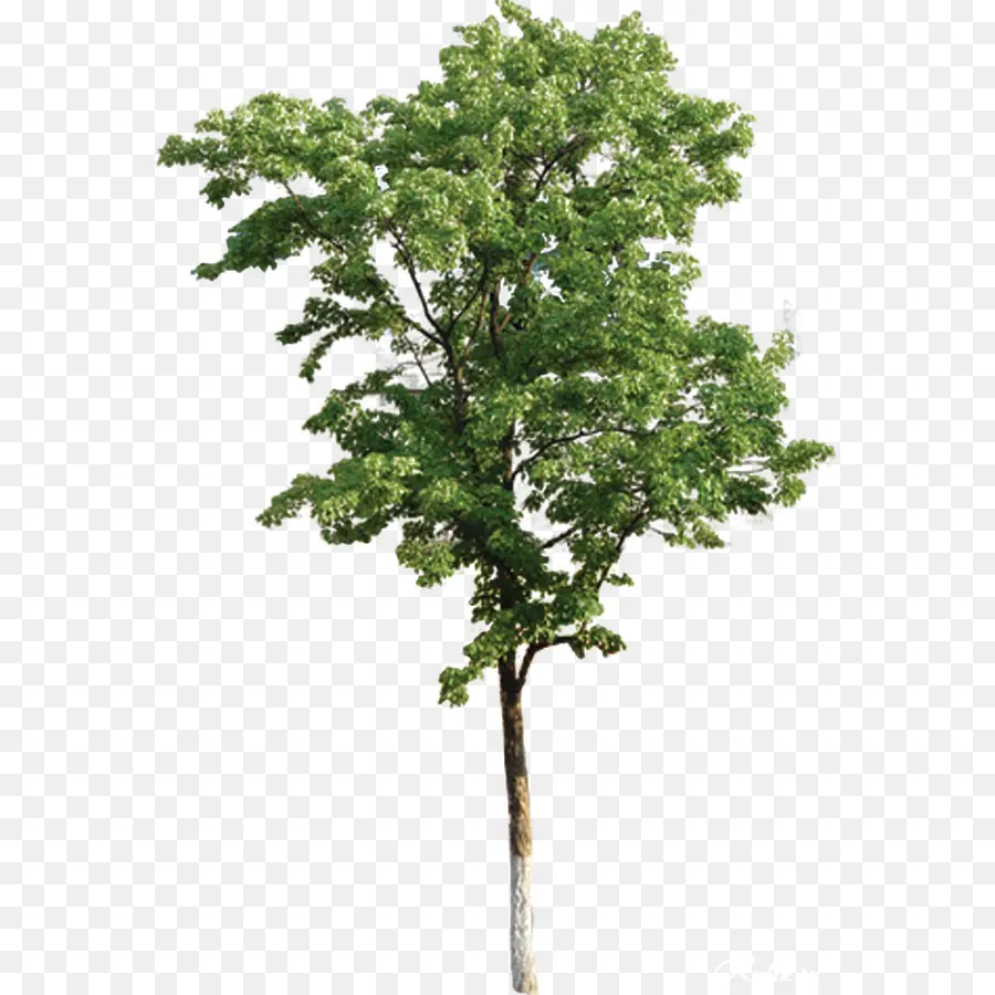 árvore，Eucalyptus Camaldulensis PNG