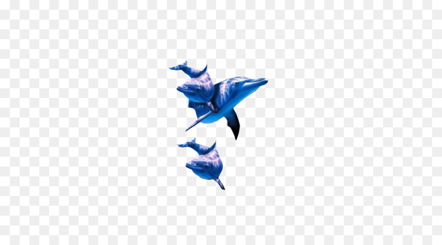 Dolphin，Azul Cobalto PNG