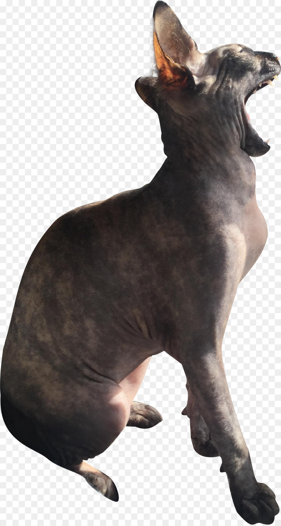 Gato，Cachorro PNG