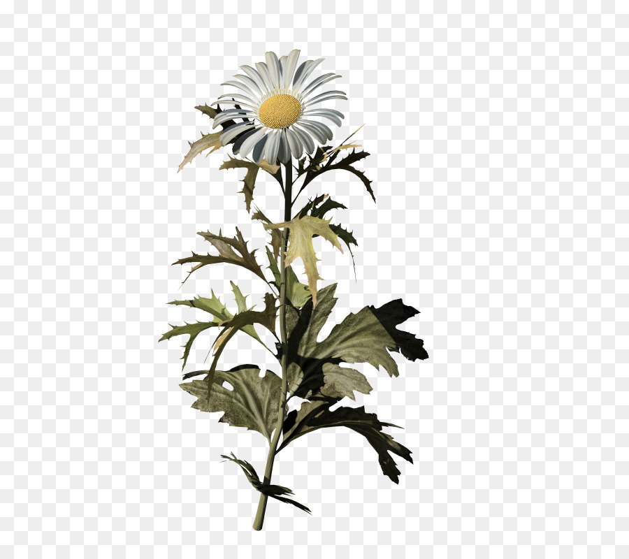 Oxeye Daisy，Comum Daisy PNG