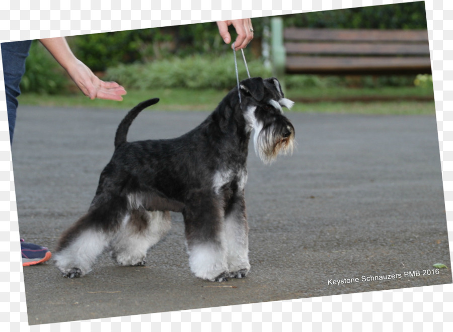 Schnauzer Miniatura，Schnauzer Standard PNG