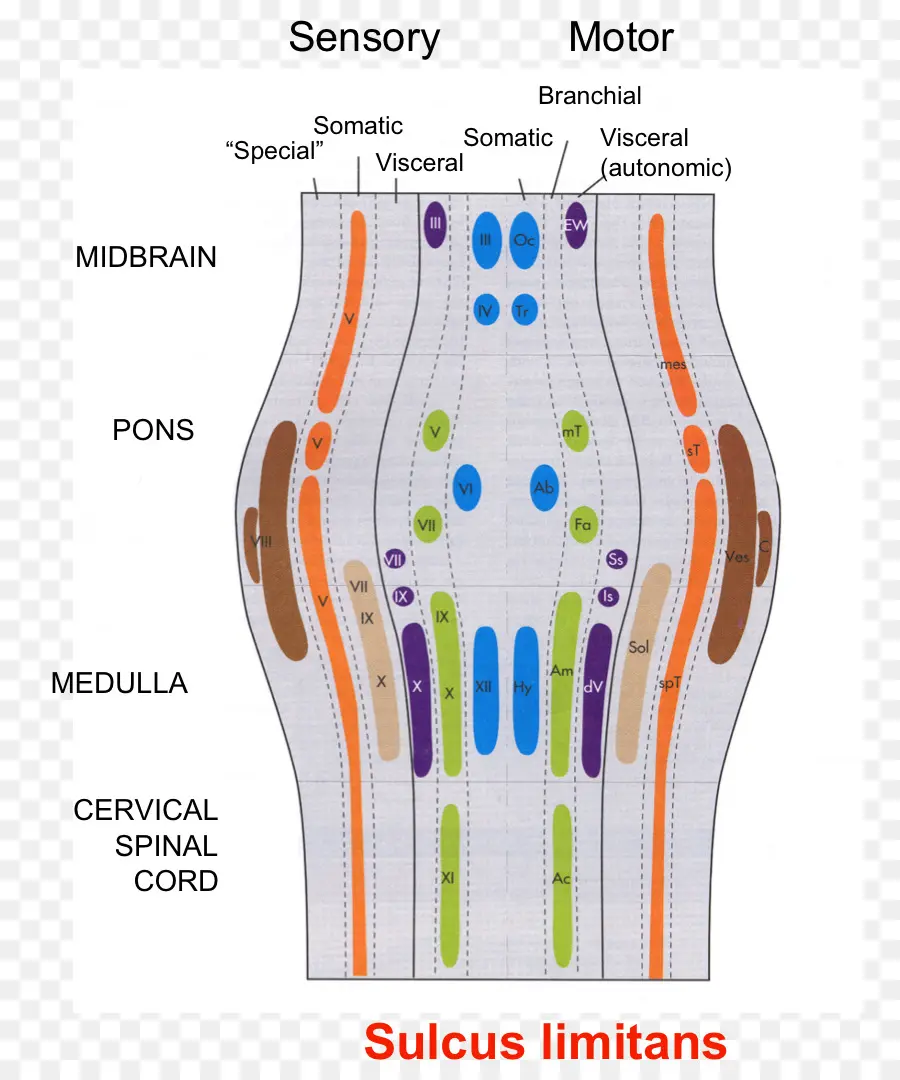 Diagrama Cerebral，Sensorial PNG