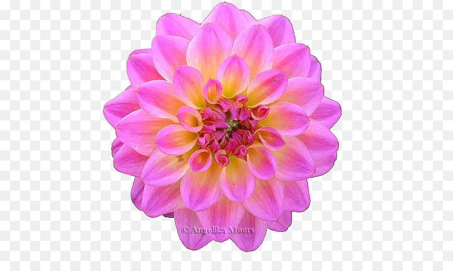 Flor Rosa，Florescer PNG