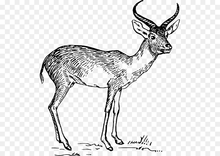 Pronghorn，Antelope PNG