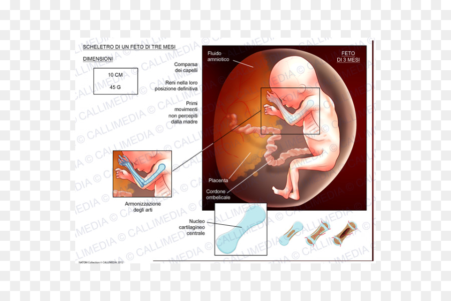 Feto De Três Meses，Feto PNG