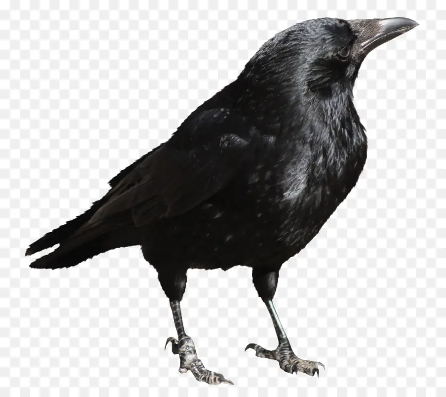 Corvo Negro，Pássaro PNG