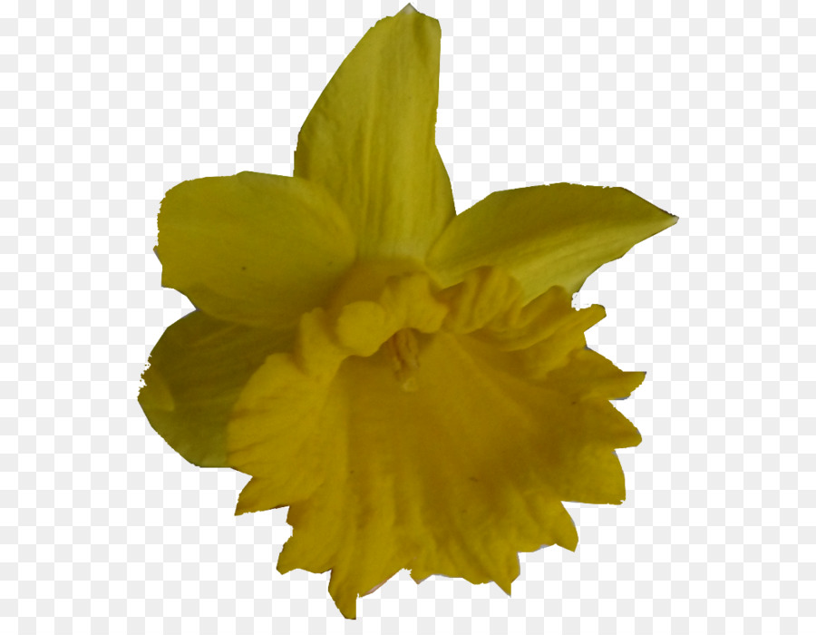 Narcissus，Flor PNG