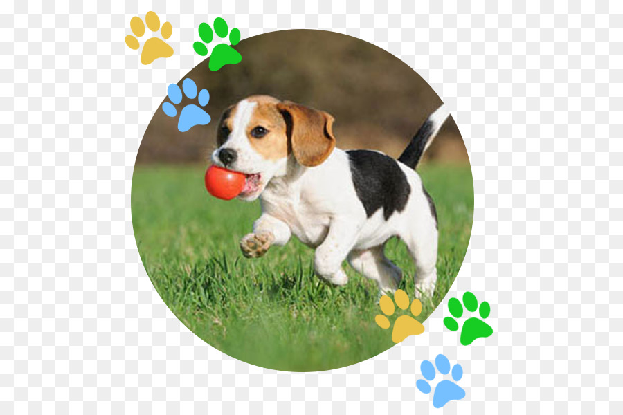 Beagle，Filhote De Cachorro PNG