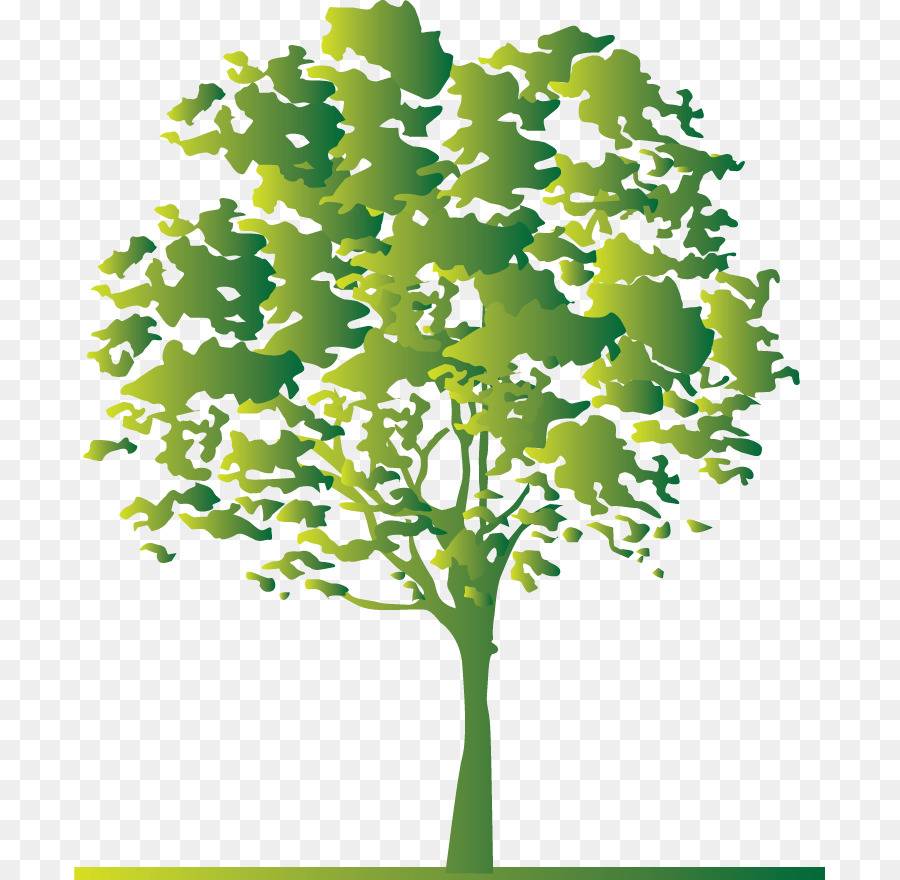 árvore，Galho PNG
