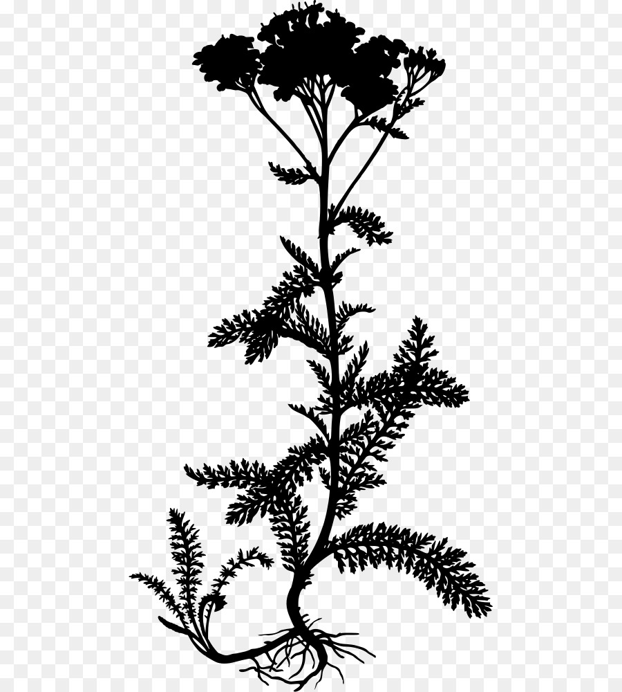 Yarrow，Köhler As Plantas Medicinais PNG