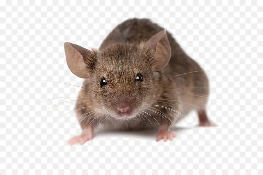 Mouse，Roedores PNG