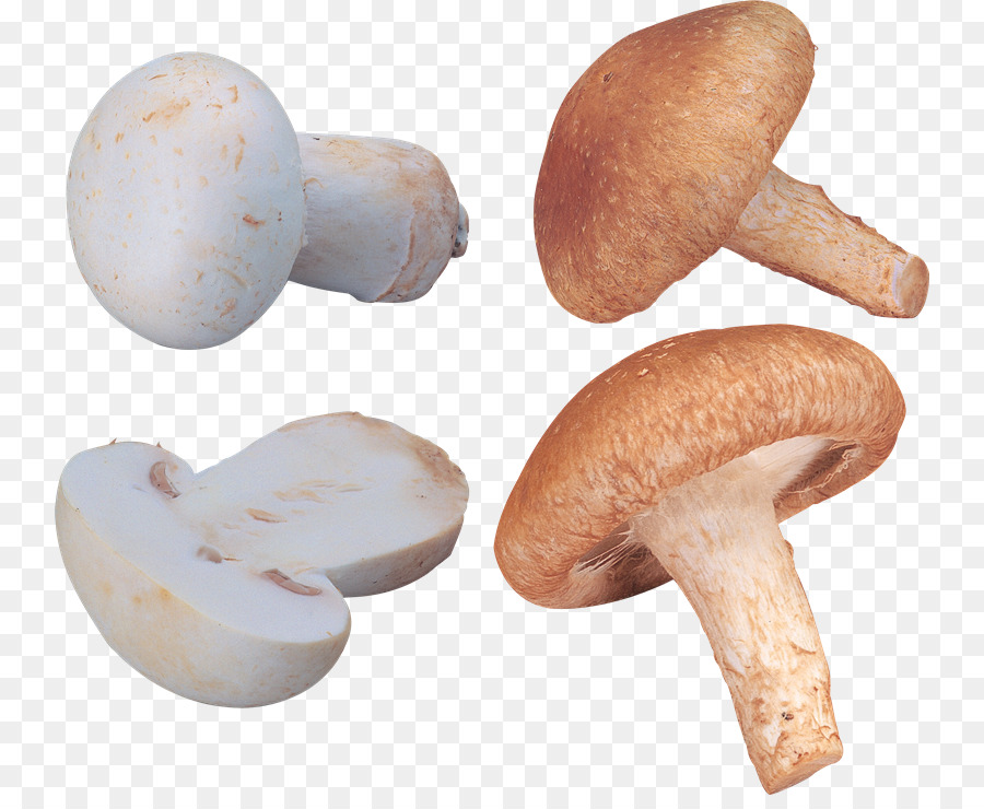 Cogumelos，Fungos PNG