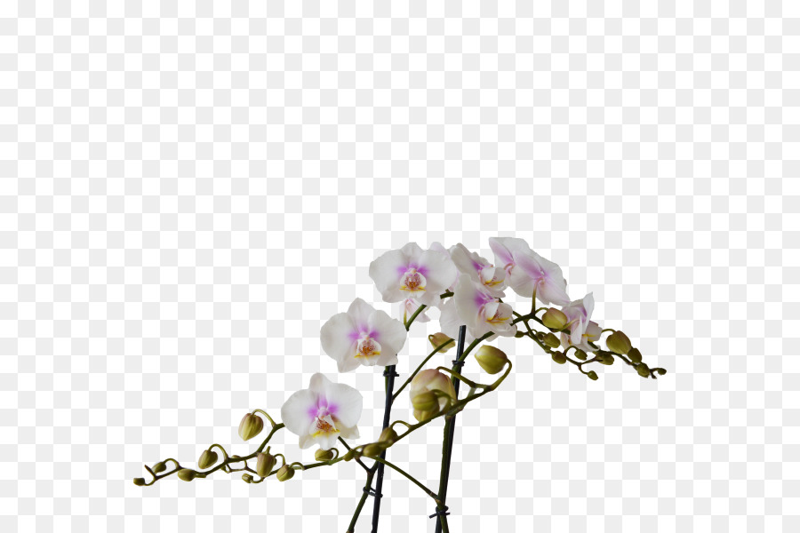 Orquídea Rosa E Branca，Florescer PNG