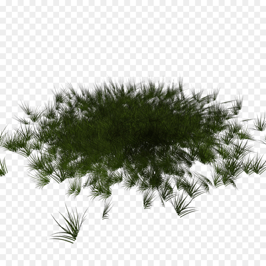 Fir，Enfeitar PNG