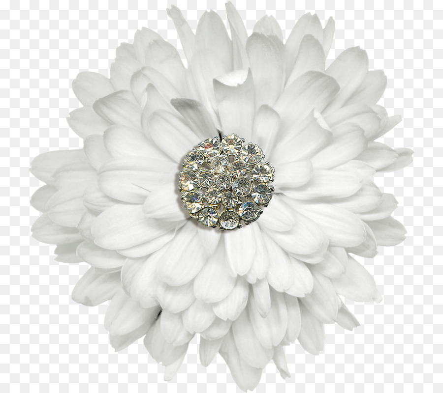 Transvaal Daisy，Joalharia PNG