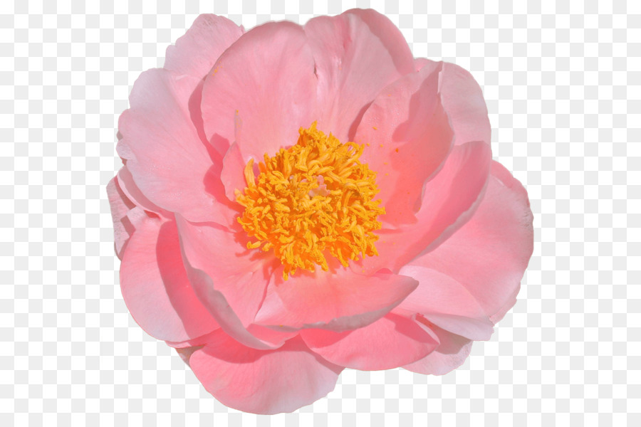 Flor Peônia，Florescer PNG