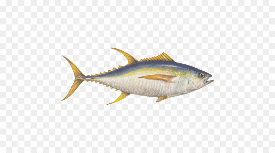 Peixe，Aquático PNG