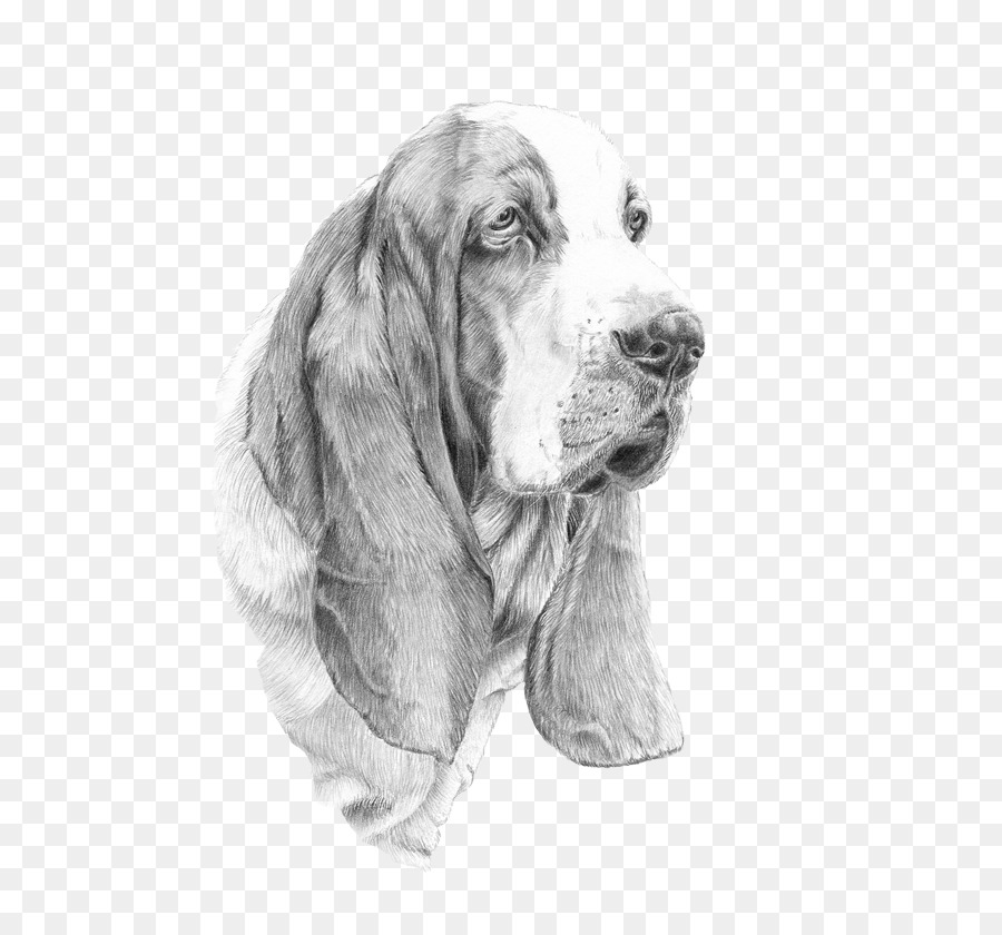 Sussex Spaniel，Basset Hound PNG