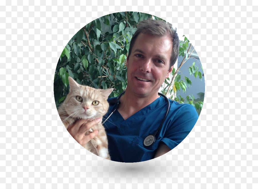 Gato，Neurologia Veterinária PNG
