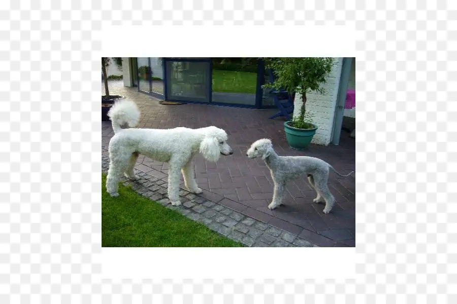 Padrão De Poodle，Lagotto Romagnolo PNG