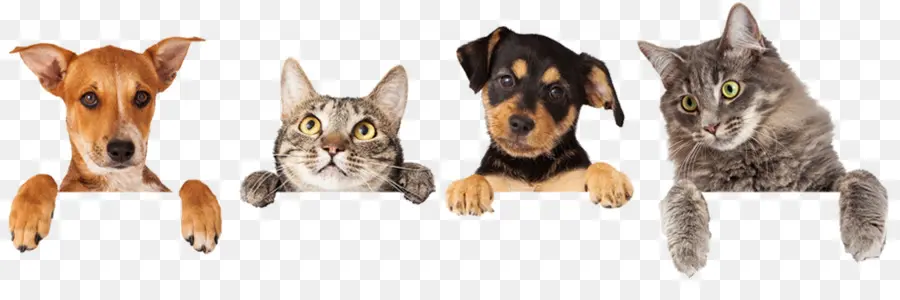 Gato，Cachorro PNG