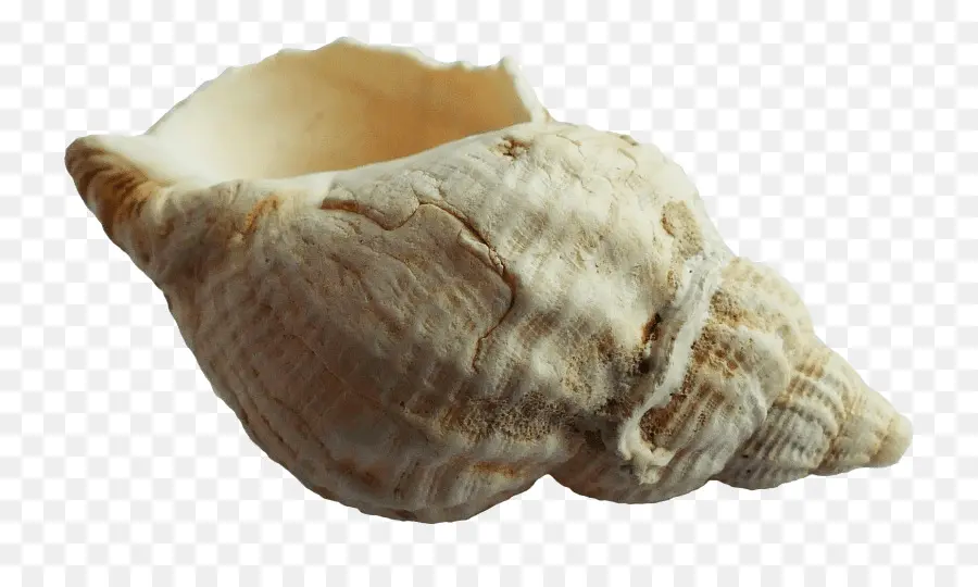 Seashell，Búzio PNG