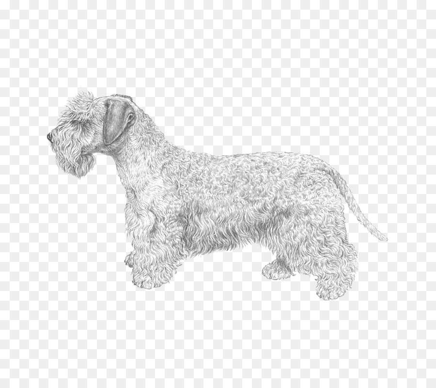 Schnauzer Miniatura，Cesky Terrier PNG