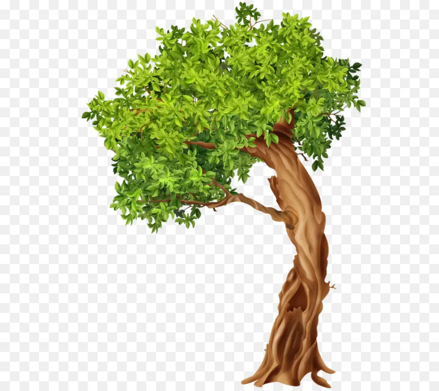 árvore，Pinheiro Manso PNG