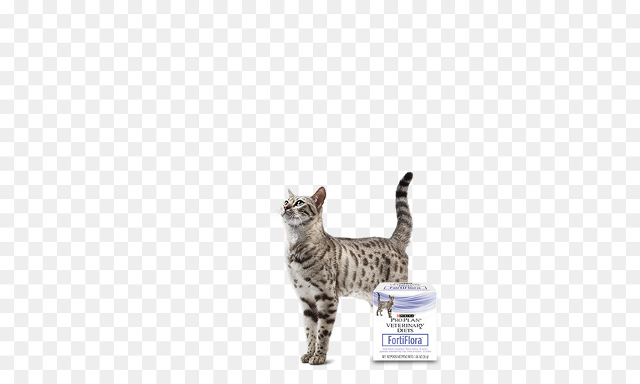 Gato Malhado，American Shorthair PNG