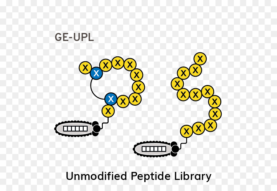 Peptídeo，Phage Display PNG