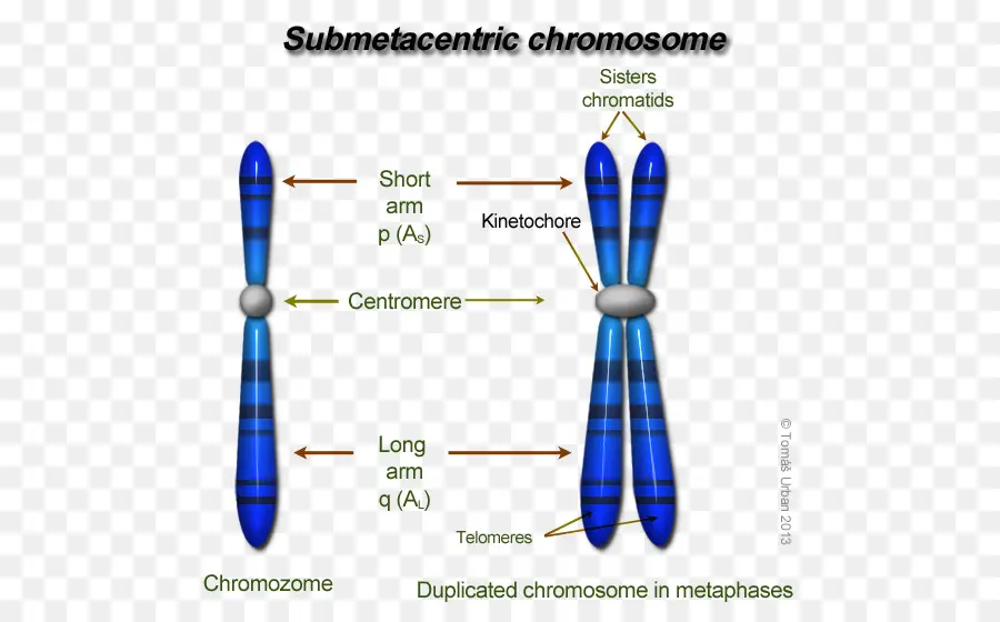 Cromossomo，Estrutura Dos Cromossomas Eucarióticos PNG