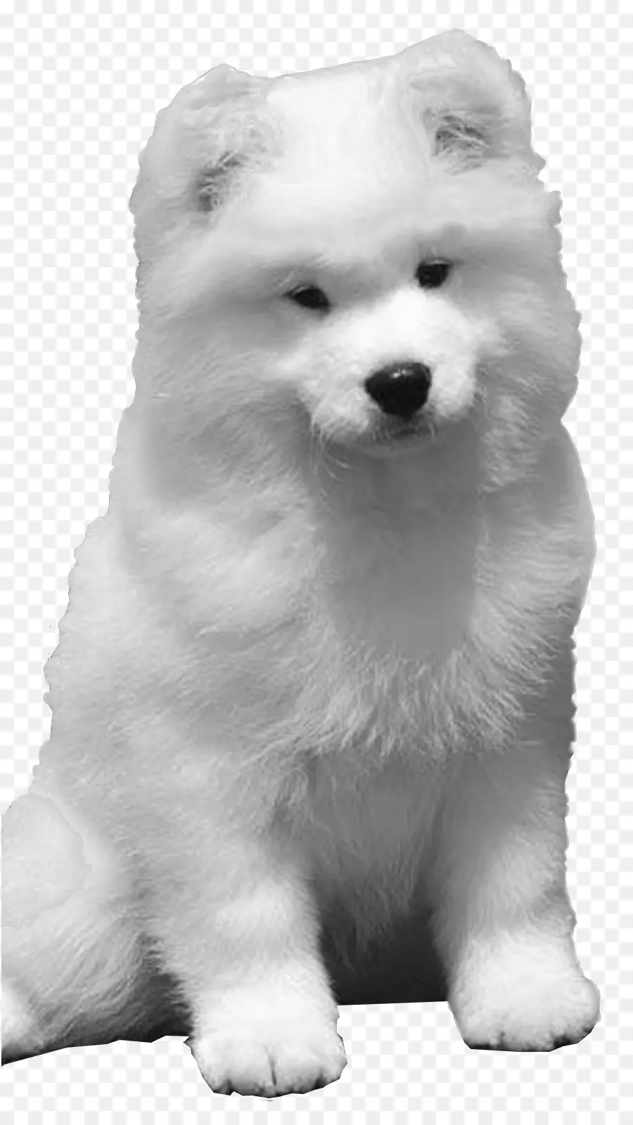 Samoyed Cão，American Eskimo Cão PNG