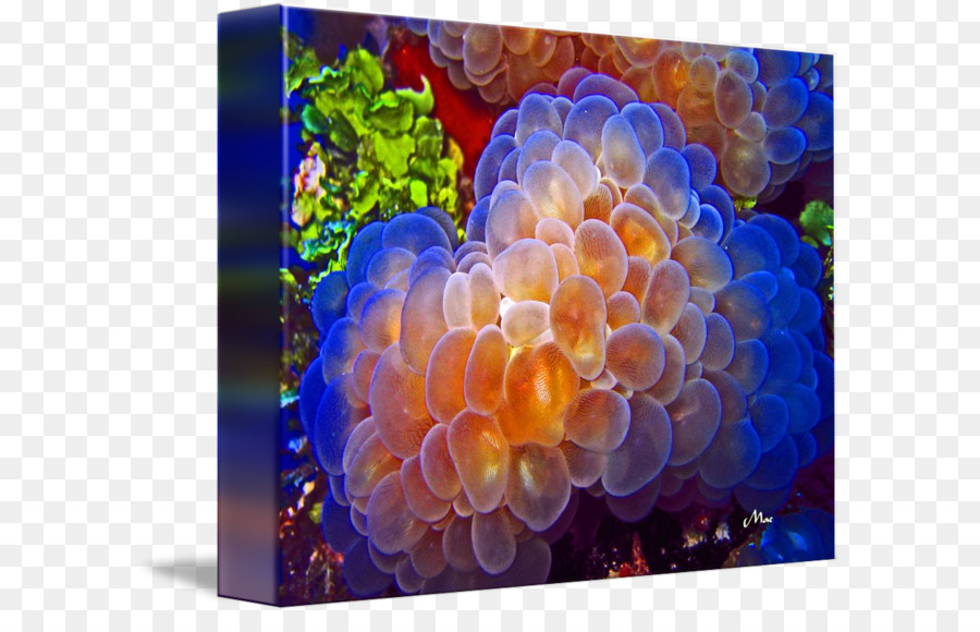 Plerogyra Sinuosa，Coral PNG