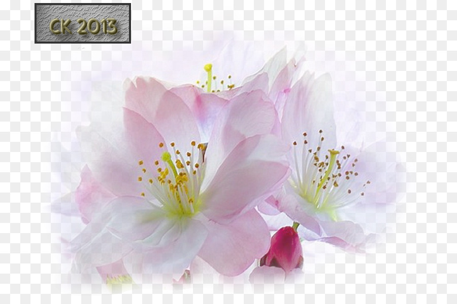 Flores Rosa，Florescer PNG