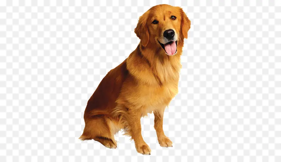 Golden Retriever，Animal De Estimação PNG