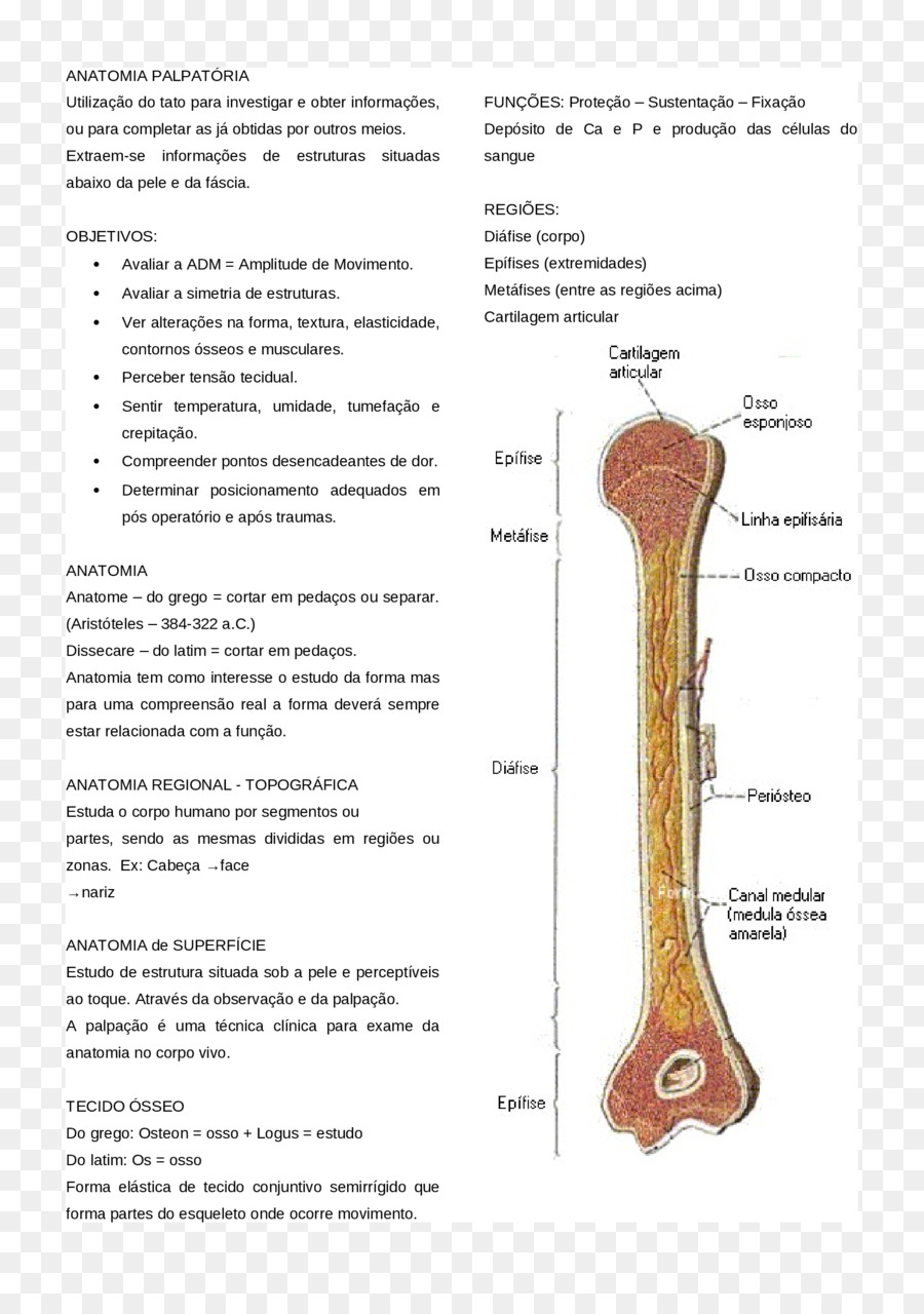 Anatomia óssea，Esqueleto PNG