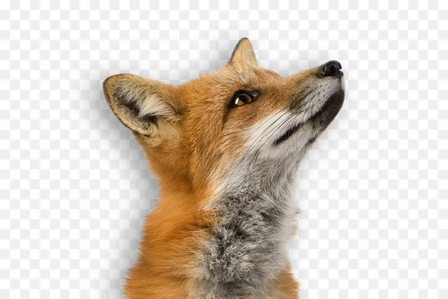 Raposa Vermelha，Fox PNG