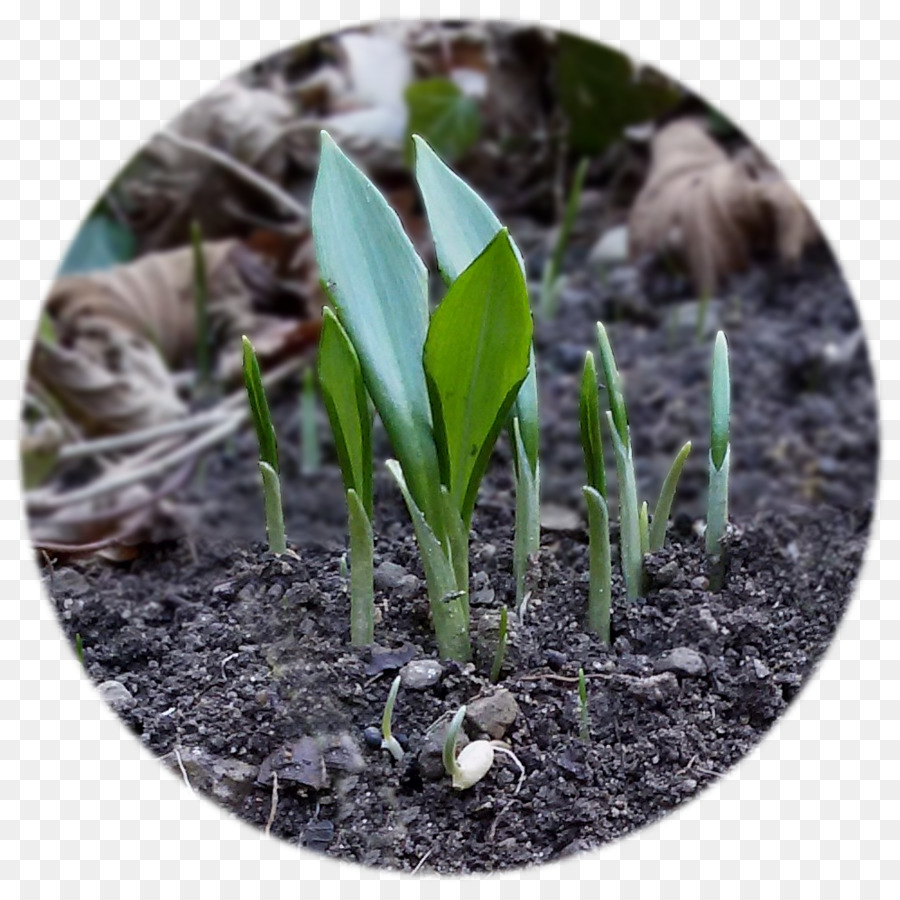 Ramsons，Lâmpada PNG