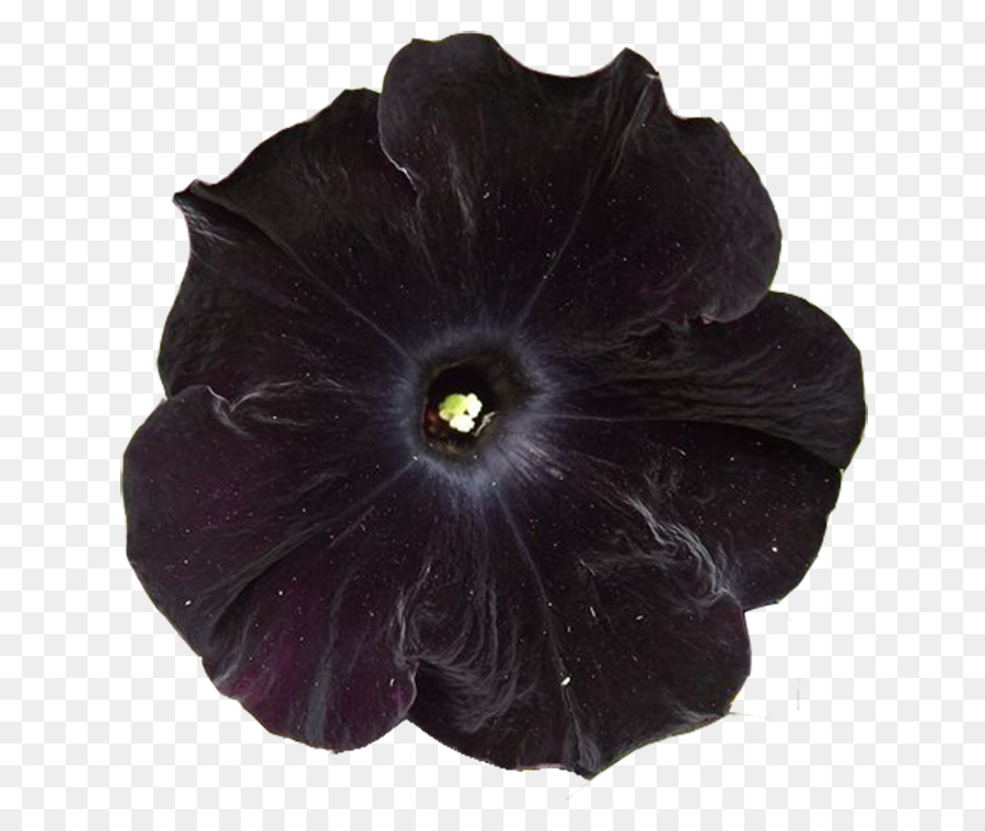 Flor，Flora Imagens PNG