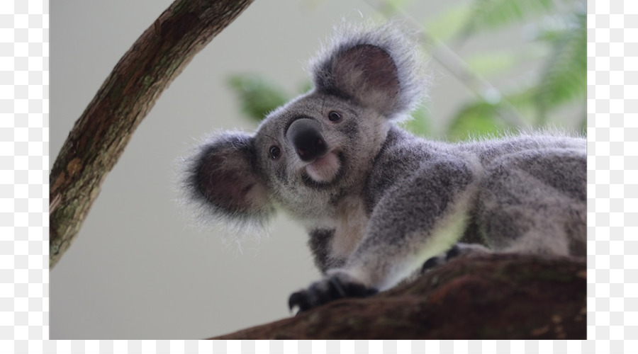 Koala，Zoológico De Cingapura PNG