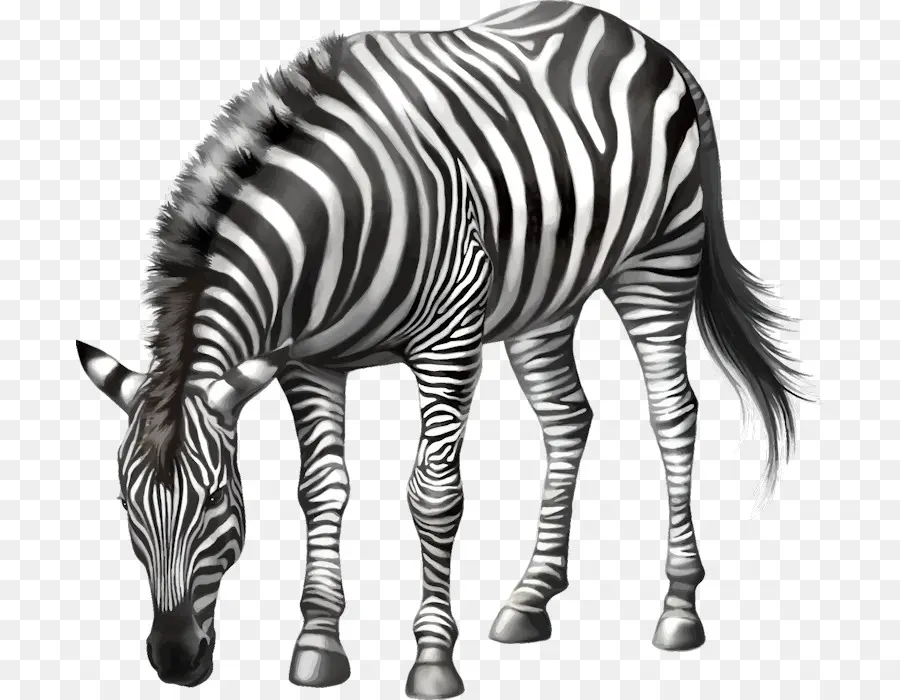 Cavalo，Zebra PNG