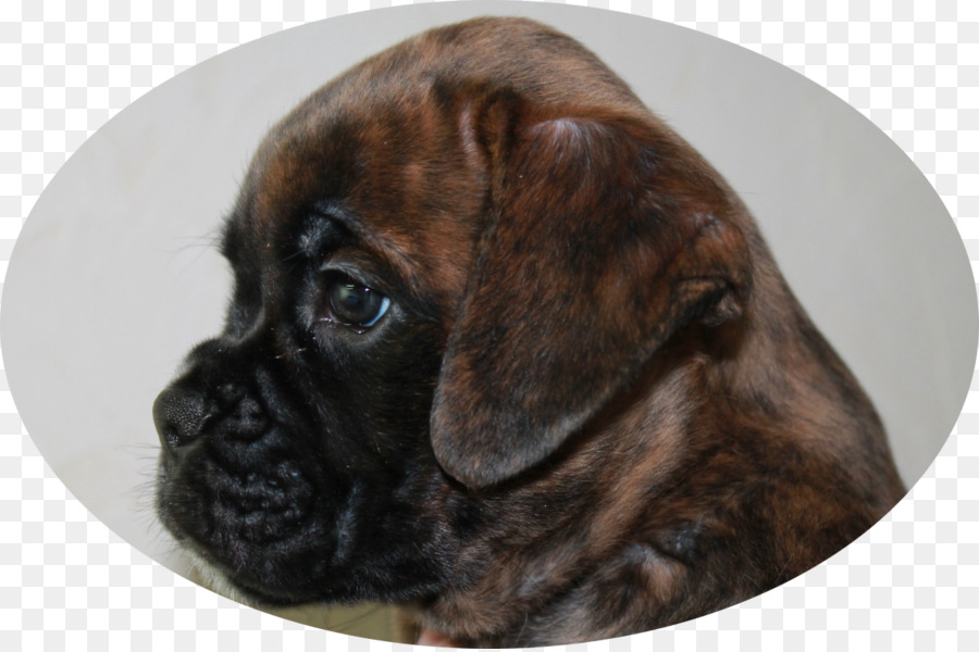 Boxer，Bullmastiff PNG