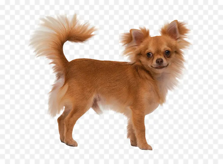 Chihuahua，Cachorro PNG