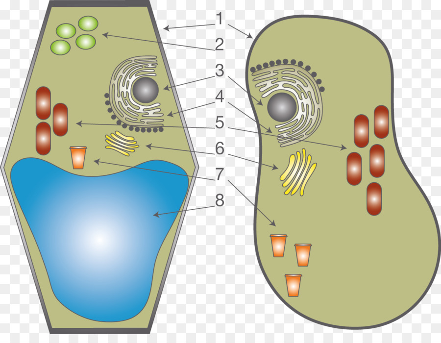 Diagrama De Célula，Biologia PNG