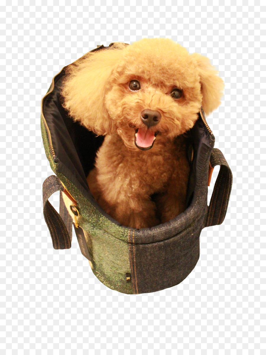 Poodle Miniatura，Poodle PNG