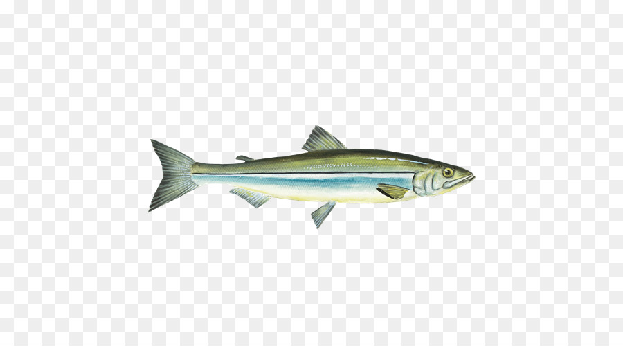 Sardinha，Smelt PNG