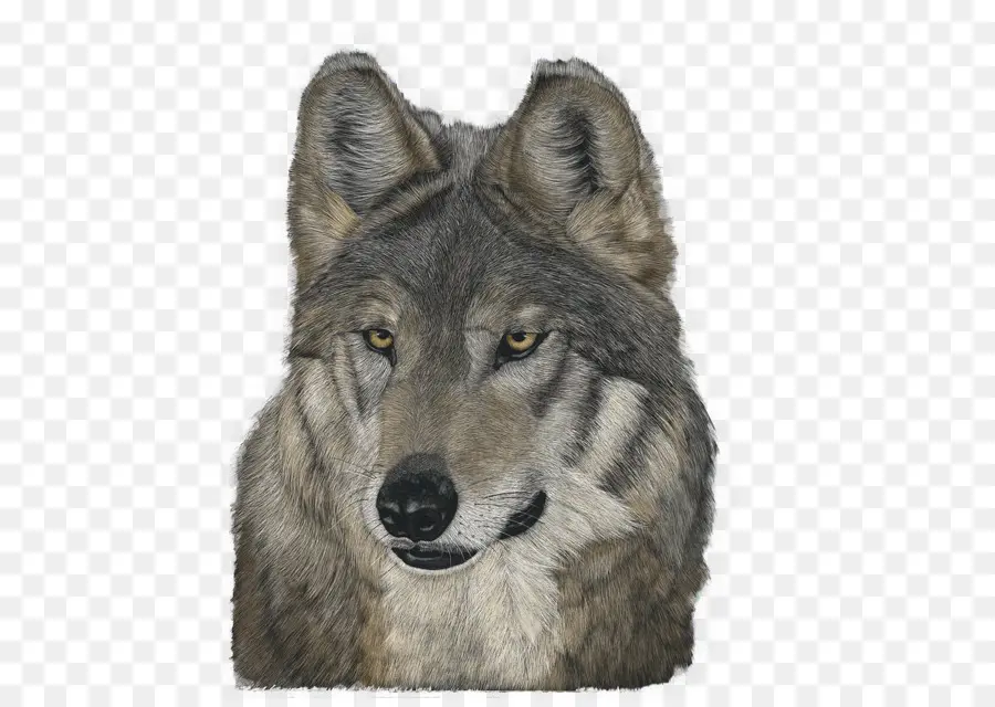 Cabeça De Lobo，Animais Selvagens PNG