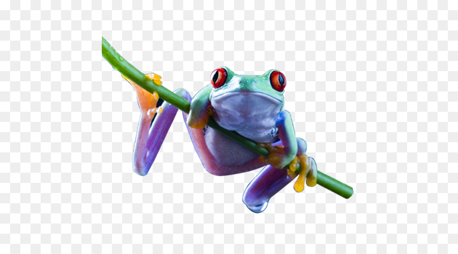 Sapo De Desenho Animado，Anfíbio PNG