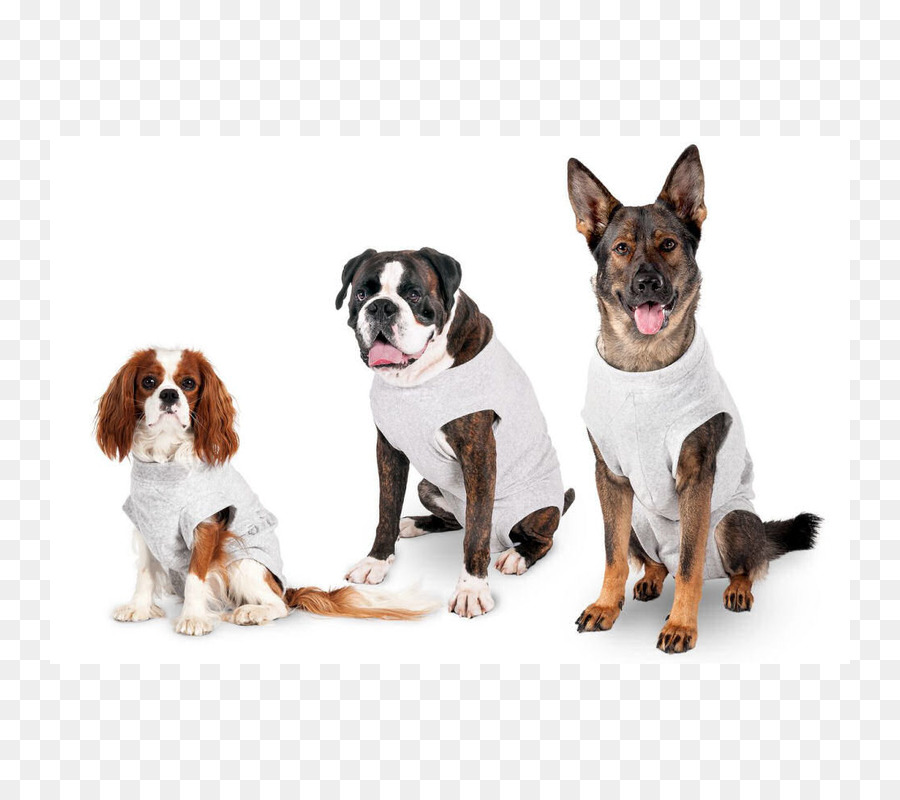 Cachorro，Tshirt PNG